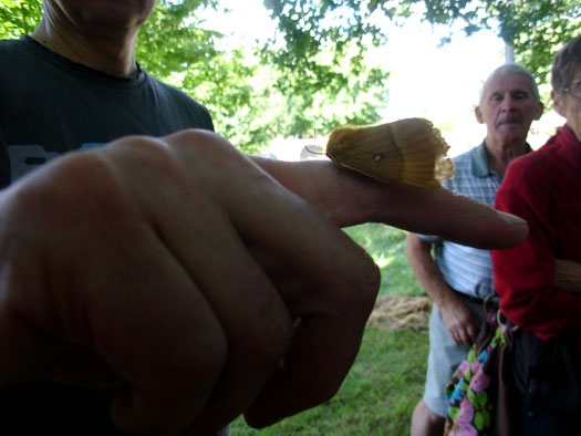 Wivenhoe Watching Wildlife Group