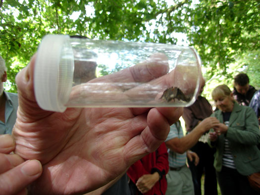 Wivenhoe Watching Wildlife Group