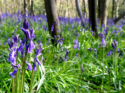 Bluebells of Wivenhoe