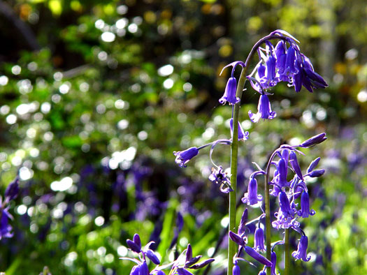 Bluebells of Wivenhoe