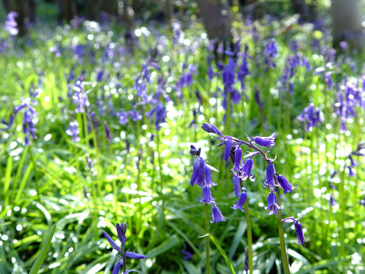 Bluebells of Wivenhoe