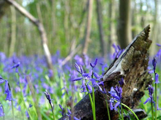 Bluebells of Wivenhoe