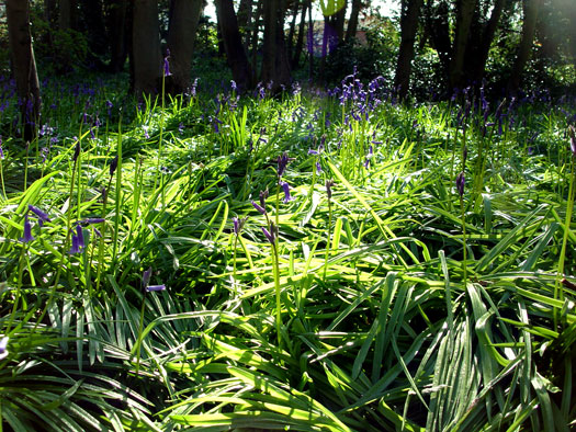 Bluebells of Wivenhoe