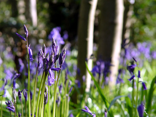 Bluebells of Wivenhoe