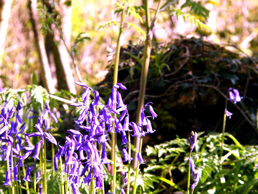 Bluebells of Wivenhoe