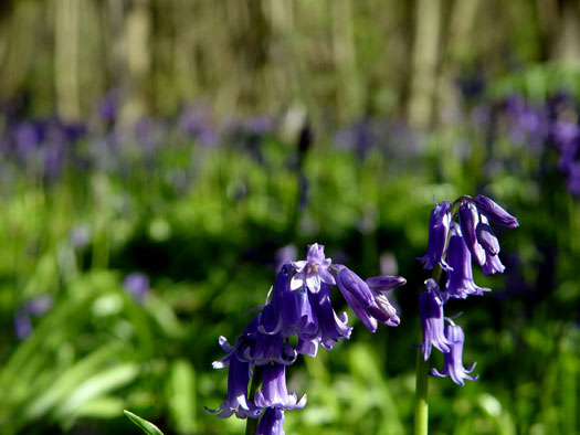 Bluebells of Wivenhoe