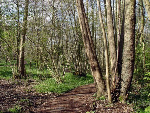 Bluebells of Wivenhoe