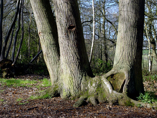 Bluebells of Wivenhoe
