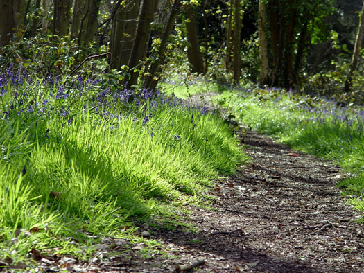 Bluebells of Wivenhoe