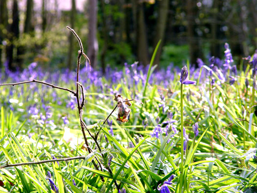 Bluebells of Wivenhoe