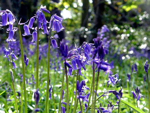 Bluebells of Wivenhoe
