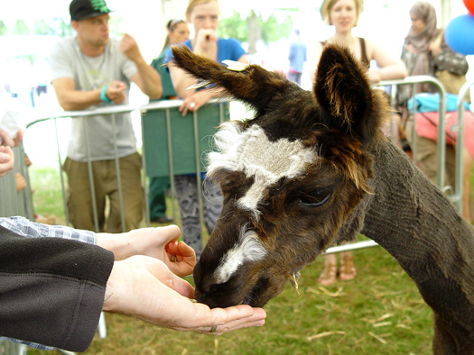 Lambeth Country Show