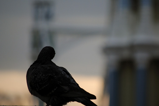 Albert Bridge, 29/01/10