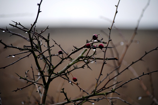 Abberton Reservoir