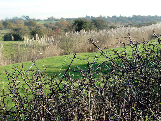Sloe picking