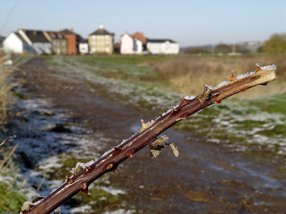 Ferry Marsh, Wivenhoe